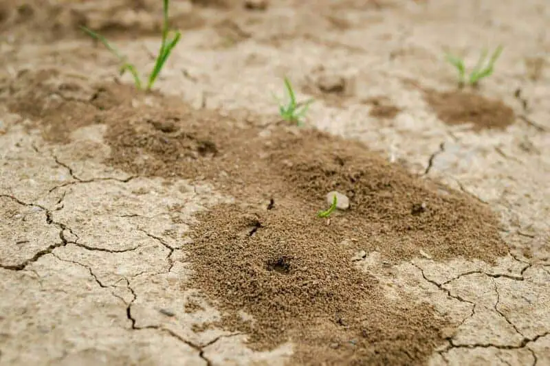 Scientists Just Discovered Blue Ants- and They Are Incredibly Rare