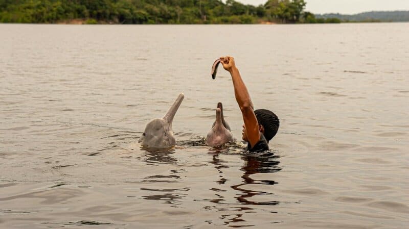 Why Dolphins Are Deliberately Teaching Their Young to Hate Humans