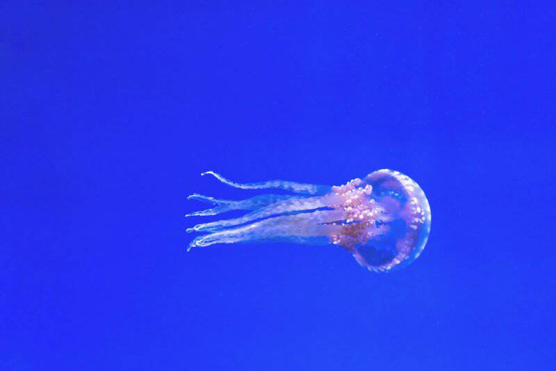 Beyond the Sting: How 21st-Century Science is Unlocking the Complex Social Networks of Jellyfish
