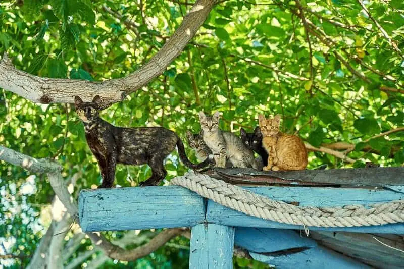 The Science Behind Why Cats Purr: Understanding Your Feline’s Communication