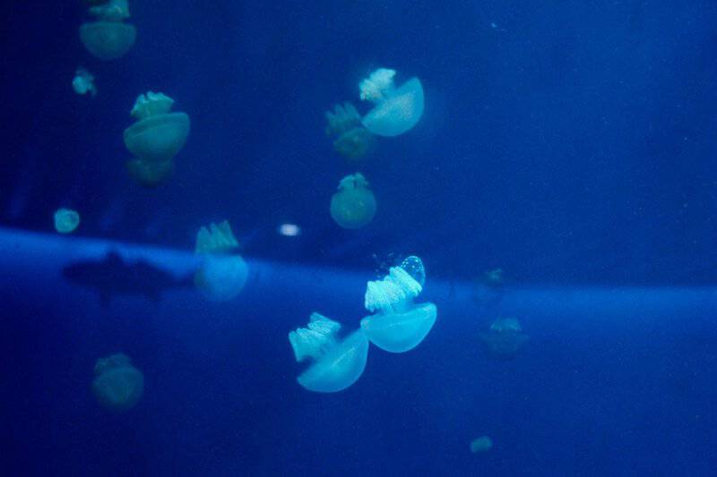 Beyond the Sting: How 21st-Century Science is Unlocking the Complex Social Networks of Jellyfish