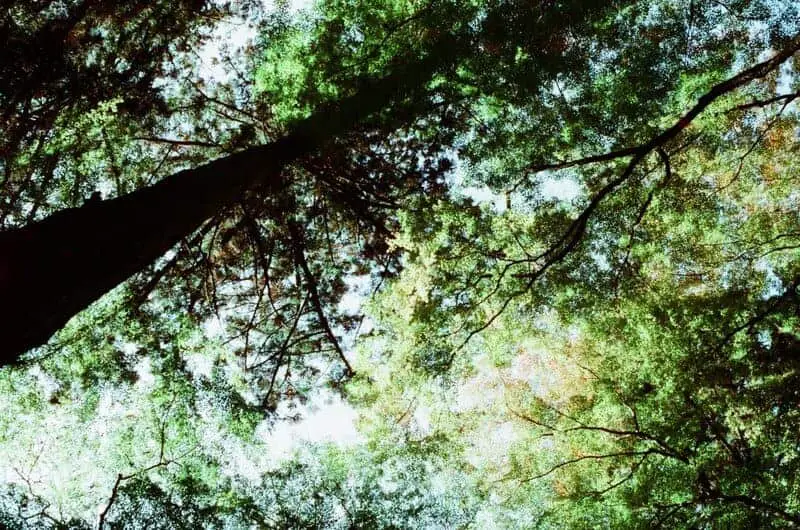 15 Crucial Elements That Made Life on Earth Possible