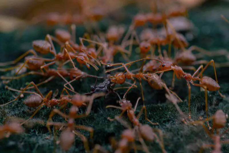 15 Animal Behaviors That Are Surprisingly Scientific