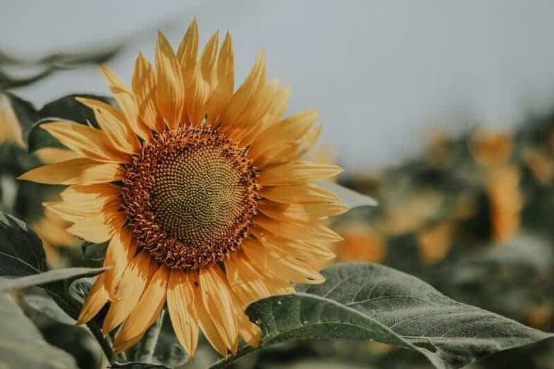 The Plant That Can Literally Eat Metal (And It’s Growing in Your Backyard)