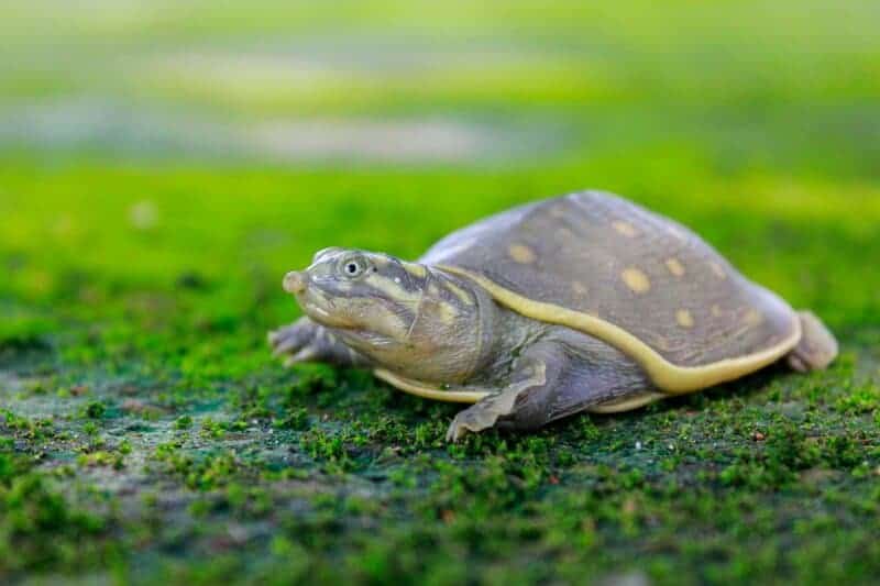 20 Animals That Are Close To Going Extinct
