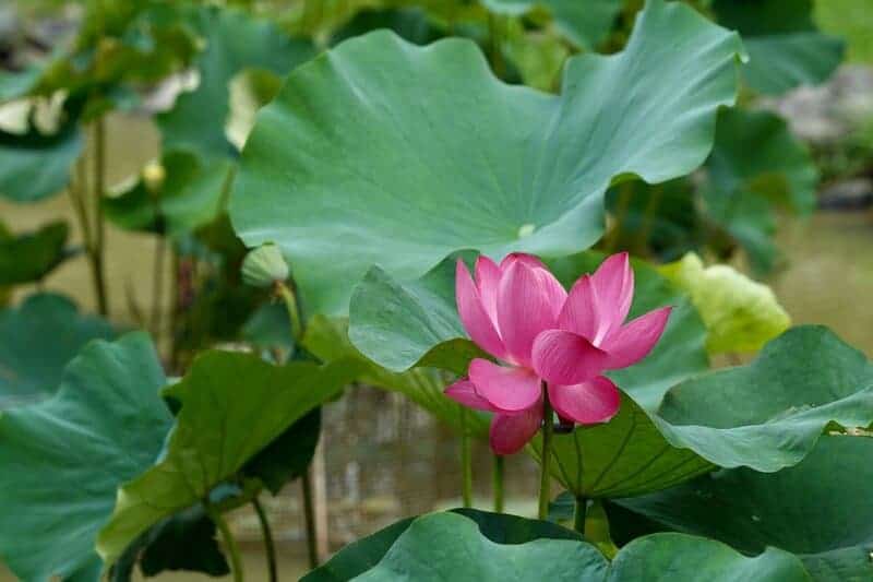 Did You Know Plants Can Do Math? These Species Can Actually Count and Remember Numbers