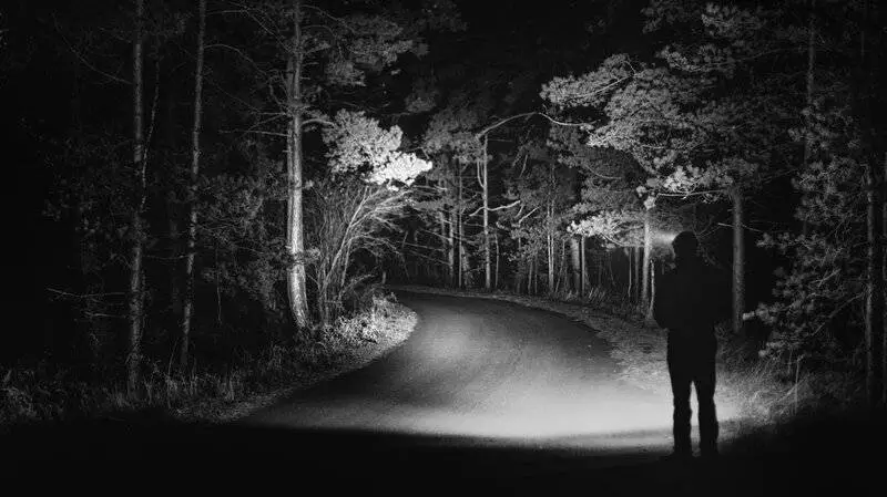 Why Forests Around the World Are Suddenly Glowing at Night