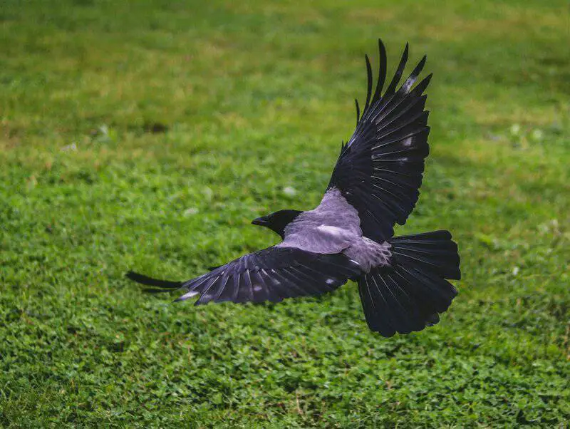 The Quantum Spies: How Birds Use Physics That Einstein Called ‘Spooky’