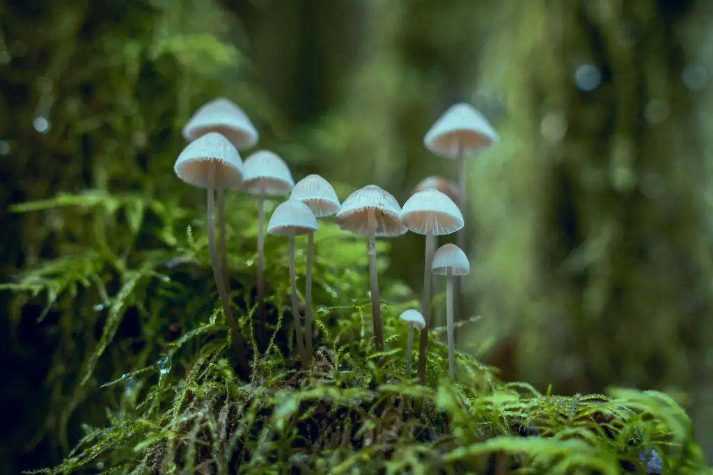 15 Strange Foods Scientists Have Created in the Lab