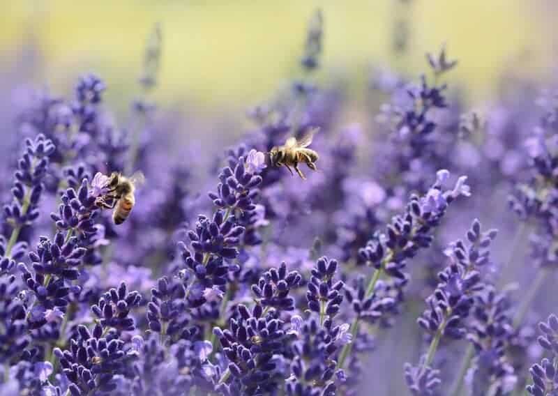 Why Honeybees Vote on Where to Build Their New Home (And It’s More Democratic Than Human Elections)