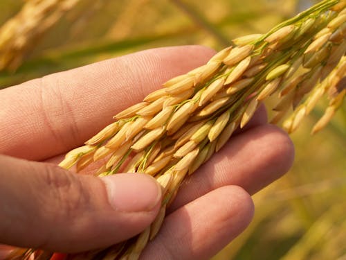 15 Strange Foods Scientists Have Created in the Lab