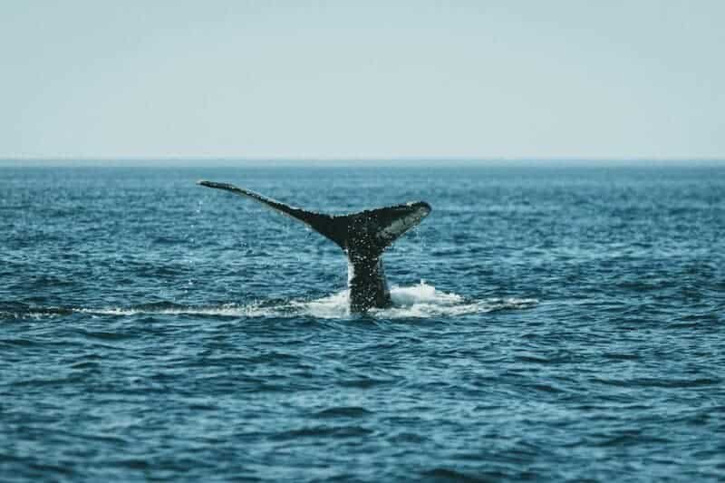 The Ocean’s Missing Sound: Why Whales Can’t Hear Each Other Anymore