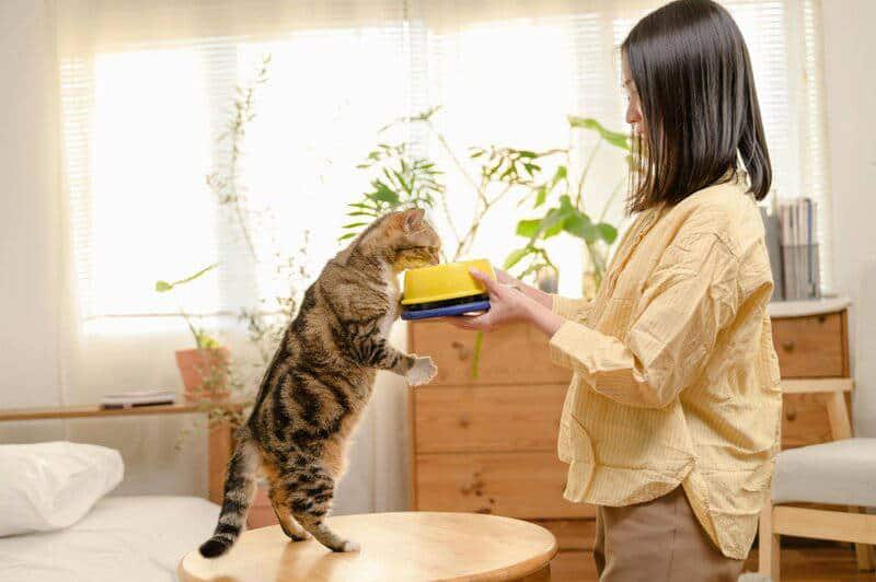 The Science Behind Why Cats Purr: Understanding Your Feline’s Communication