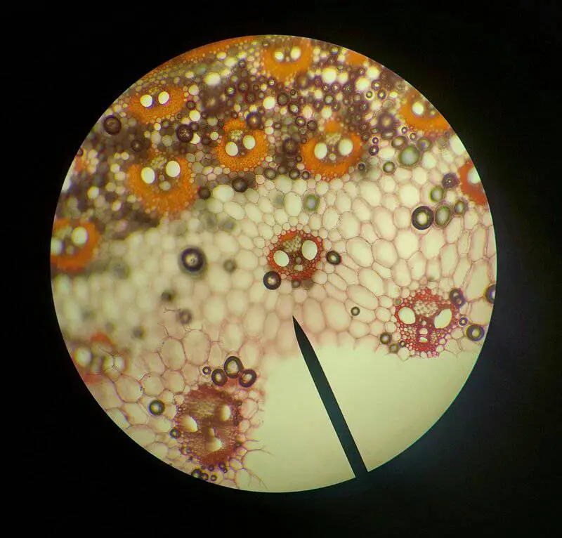 15 Things Scientists Have Cloned (and Why)