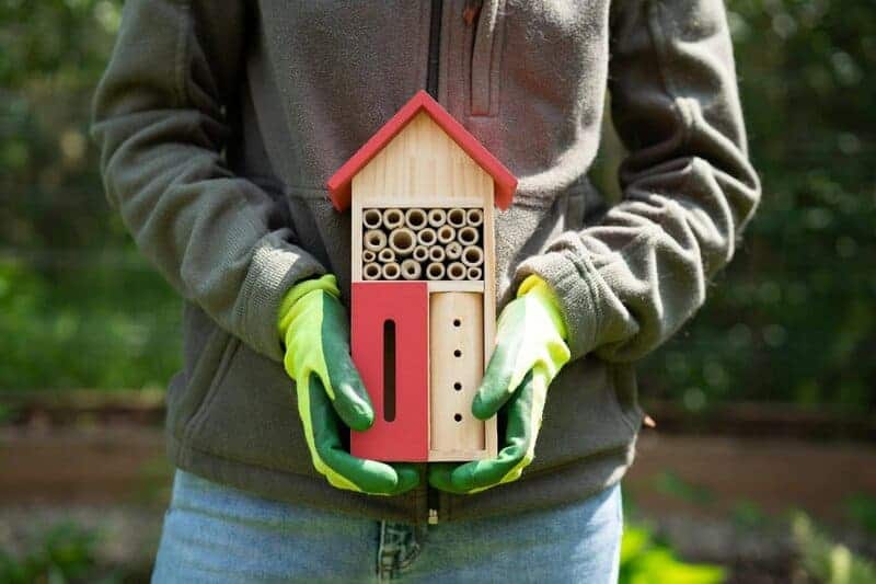 Why Honeybees Vote on Where to Build Their New Home (And It’s More Democratic Than Human Elections)