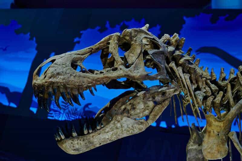 Massive Extinct Salamander With Vice-Like Jaws Found in Tennessee Fossil