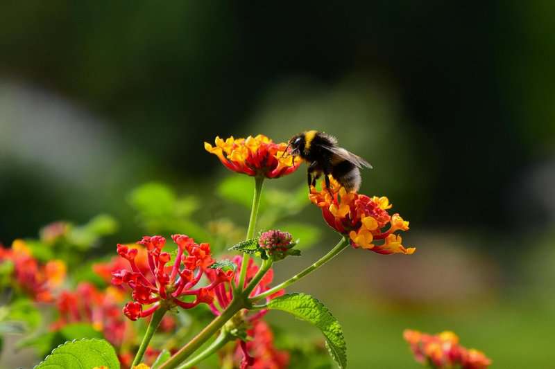 Forbidden Colors for Bugs? These Mediterranean Rebels Spot Red Anyway.