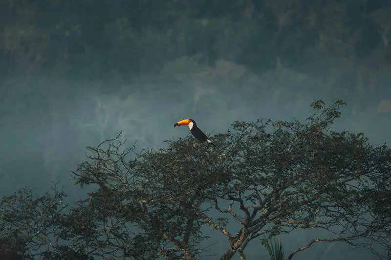 The Quantum Spies: How Birds Use Physics That Einstein Called ‘Spooky’