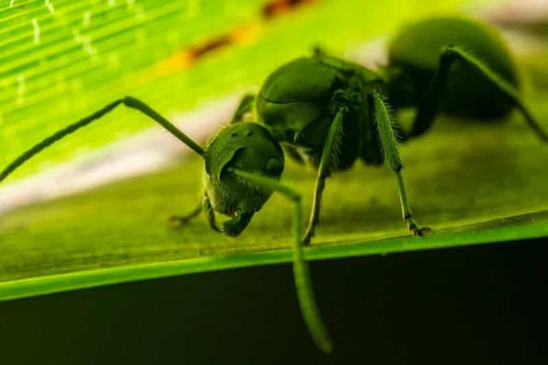 Scientists Just Discovered Blue Ants- and They Are Incredibly Rare