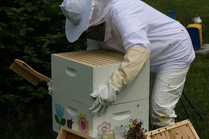 Why Honeybees Vote on Where to Build Their New Home (And It’s More Democratic Than Human Elections)