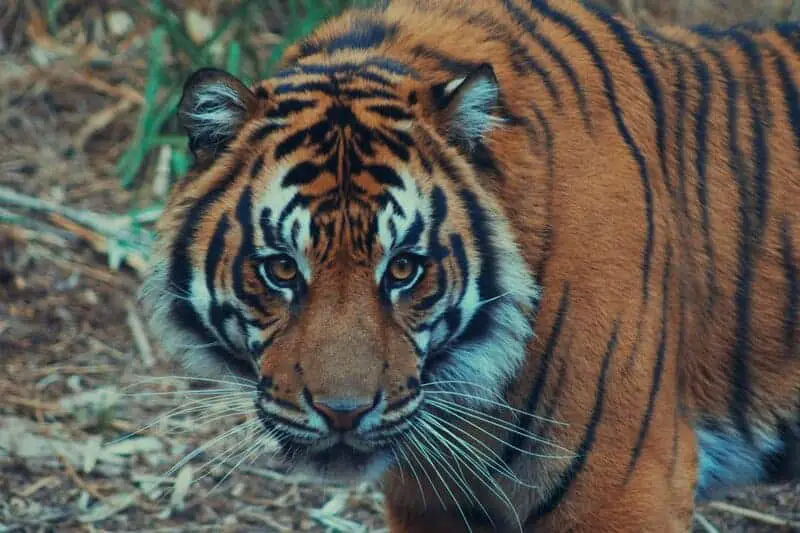 20 Animals That Are Close To Going Extinct