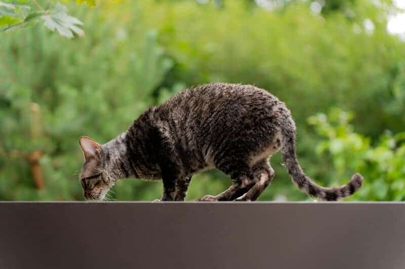 The Science Behind Why Cats Purr: Understanding Your Feline’s Communication