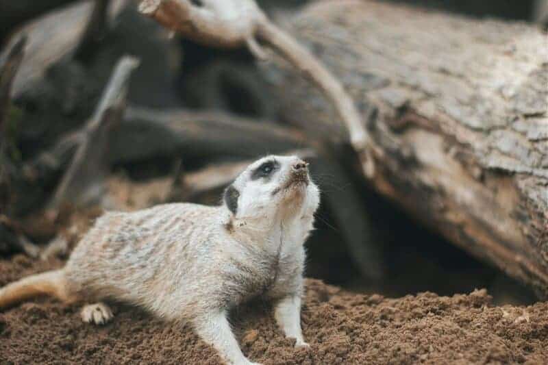 30 Animals Whose Building Skills Rival Human Engineers