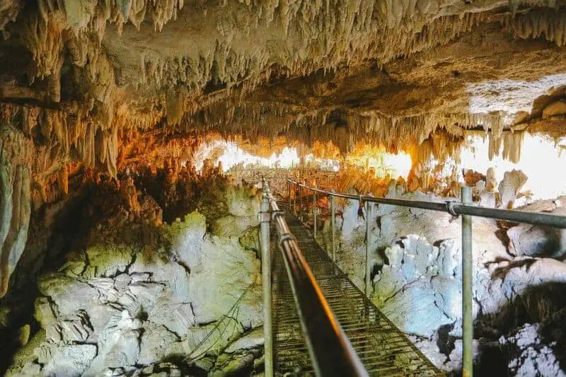 The Climate Solution Hiding in Plain Sight: Trees That Eat CO2 and Poop Out Rocks