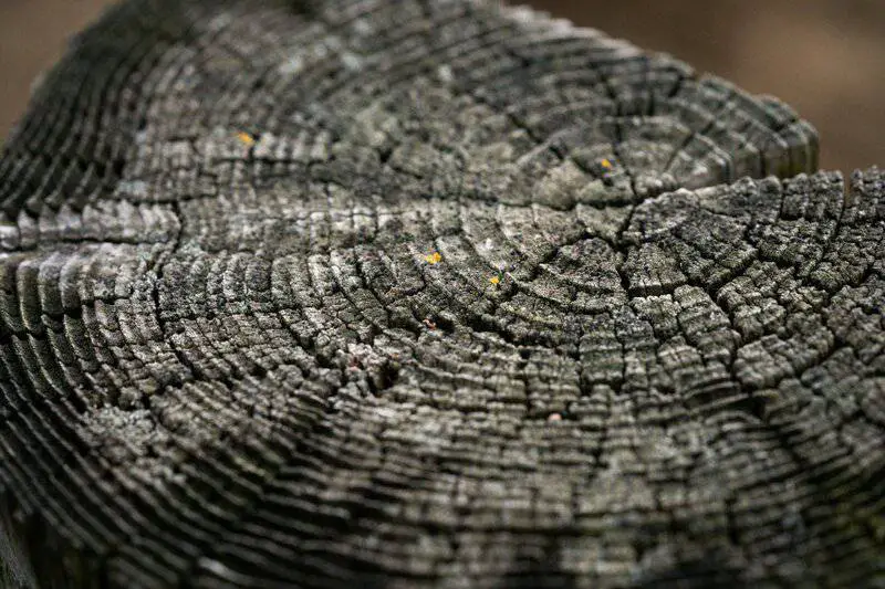 Did You Know Plants Can Do Math? These Species Can Actually Count and Remember Numbers