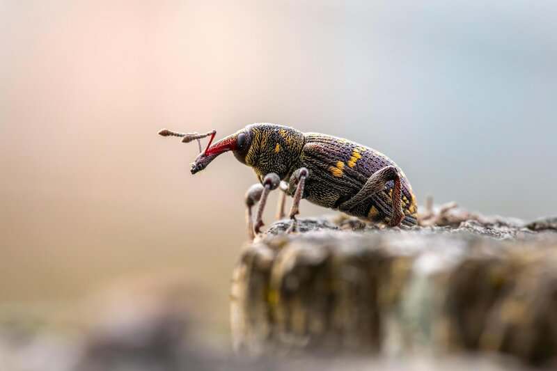 Forbidden Colors for Bugs? These Mediterranean Rebels Spot Red Anyway.