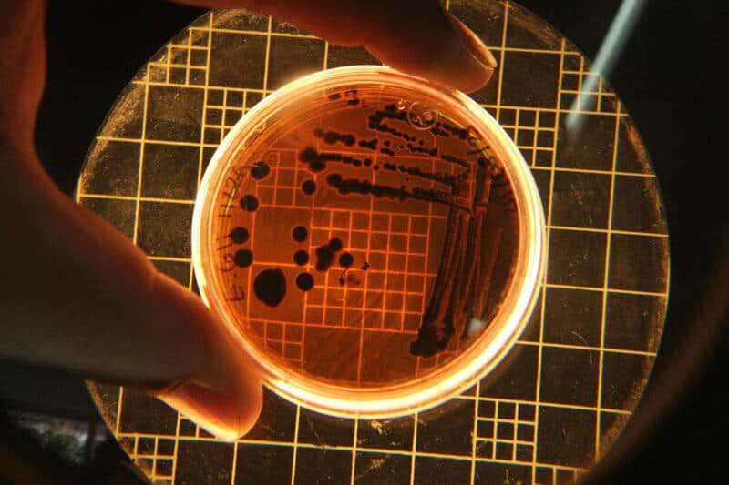 The Greatest Medical Theft in History: How One Woman’s Cancer Became Humanity’s Cure