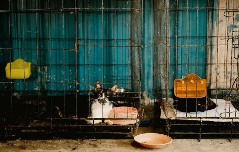 Indoor vs. Outdoor Cats: 23 Things to Know Before You Make a Decision