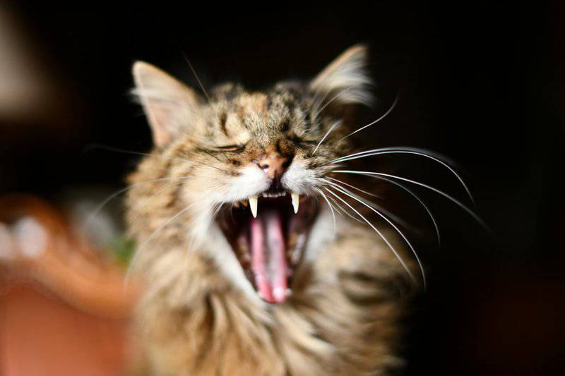 The Science Behind Why Cats Purr: Understanding Your Feline’s Communication