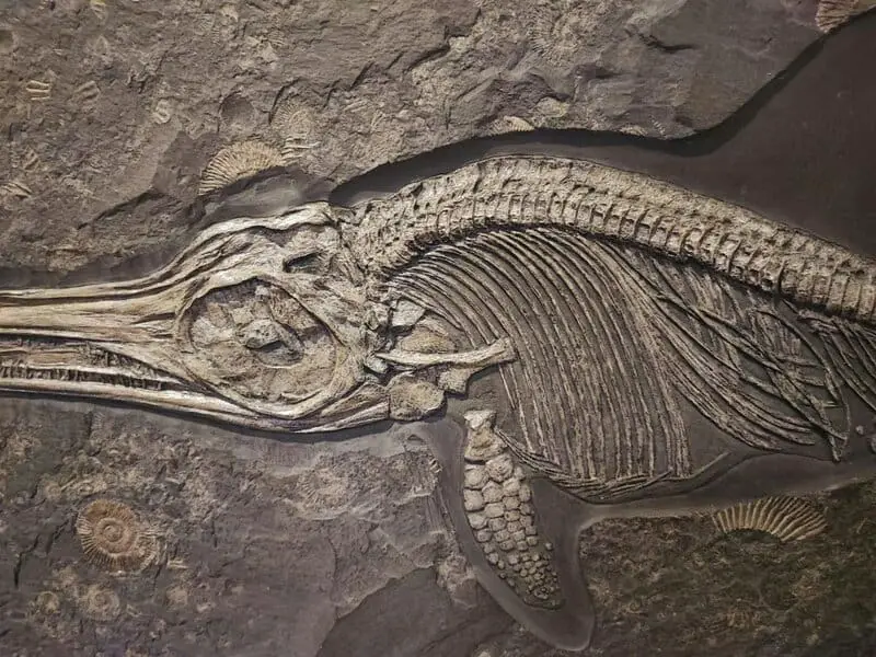 15 Evolution Mysteries That Still Baffle Scientists