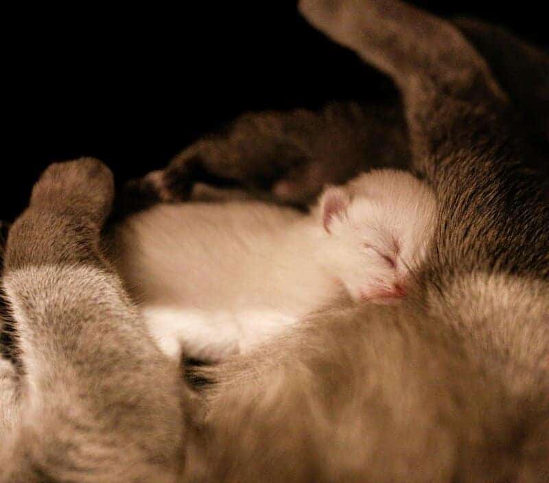 The Science Behind Why Cats Purr: Understanding Your Feline’s Communication