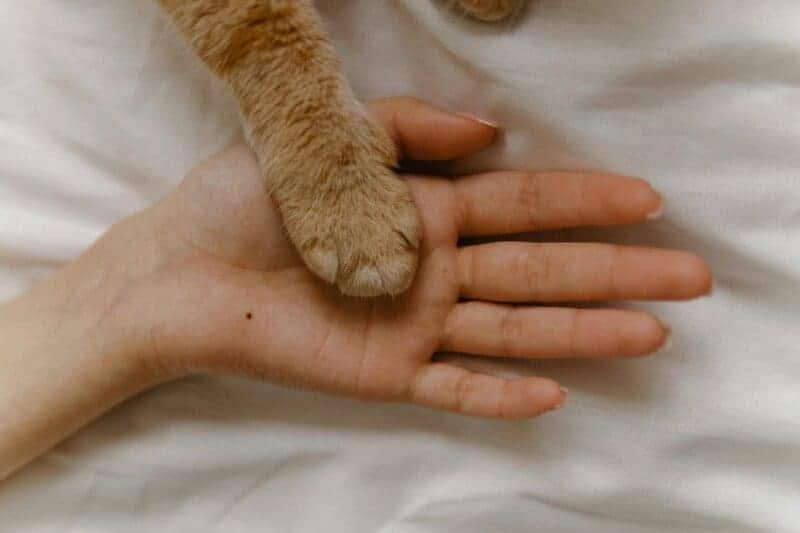 The Science Behind Why Cats Purr: Understanding Your Feline’s Communication