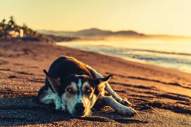 The Mirror Test Results: 23 Animals That Actually Recognize Themselves