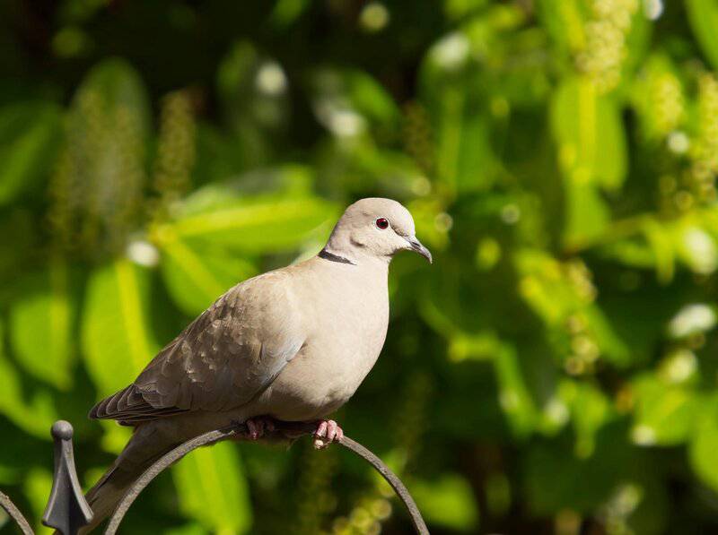 The Quantum Spies: How Birds Use Physics That Einstein Called ‘Spooky’