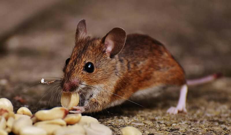Do Mice Have Hearts of Gold? Studies Show They Can Be “Good Samaritans”