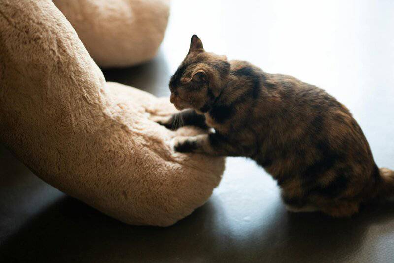 The Science Behind Why Cats Purr: Understanding Your Feline’s Communication