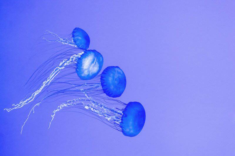 Beyond the Sting: How 21st-Century Science is Unlocking the Complex Social Networks of Jellyfish