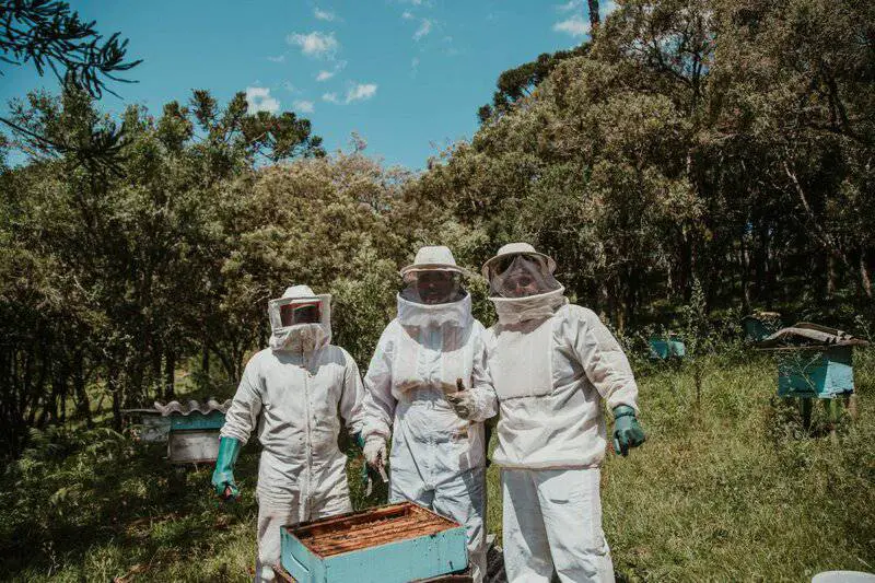 Why Honeybees Vote on Where to Build Their New Home (And It’s More Democratic Than Human Elections)
