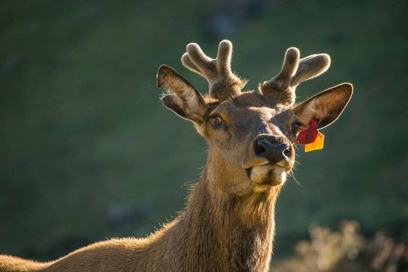 The 106-Acre Monster: How One Living Thing Became an Entire Forest