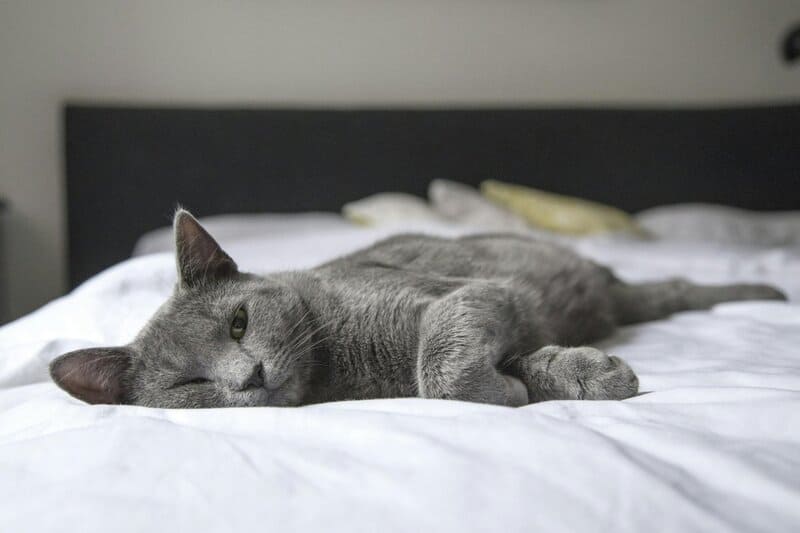 The Science Behind Why Cats Purr: Understanding Your Feline’s Communication