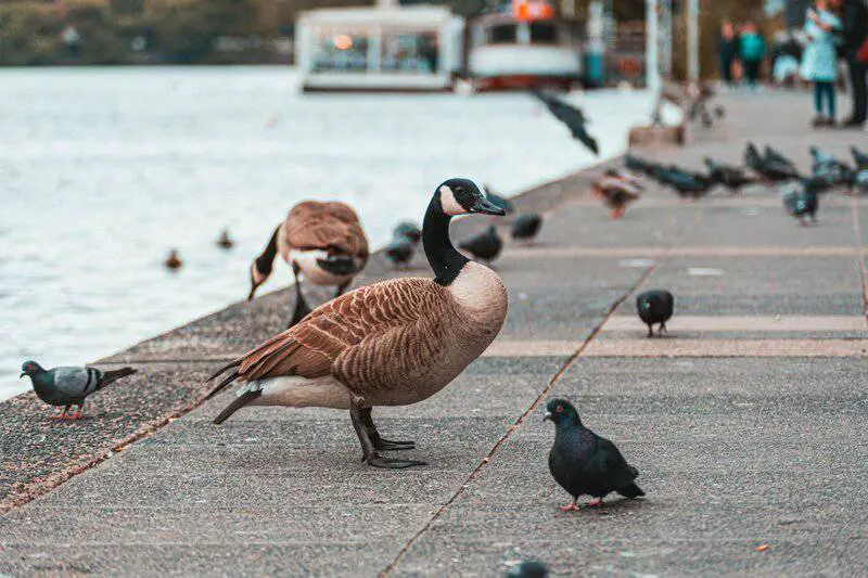 28 Animals With Built-In GPS That Puts Your Phone to Shame