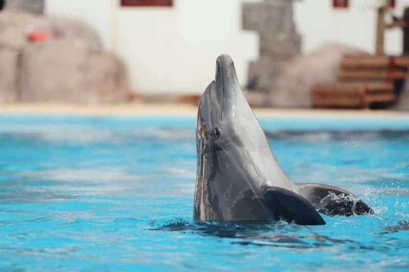 Dolphins Have Secret Names—And They Remember Them for Their Entire Lives