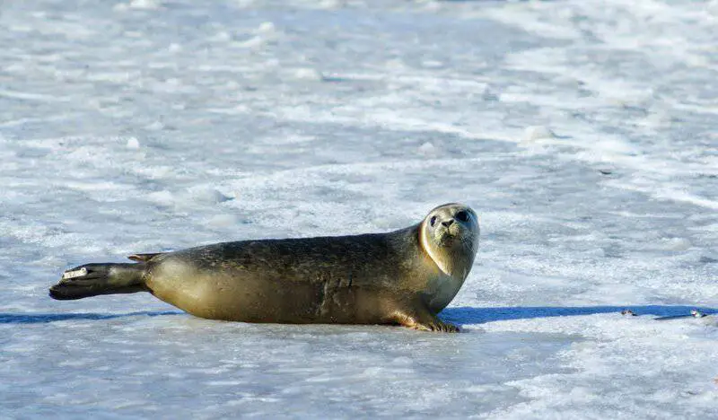 15 Species With the Strangest Mating Rituals—Explained by Science