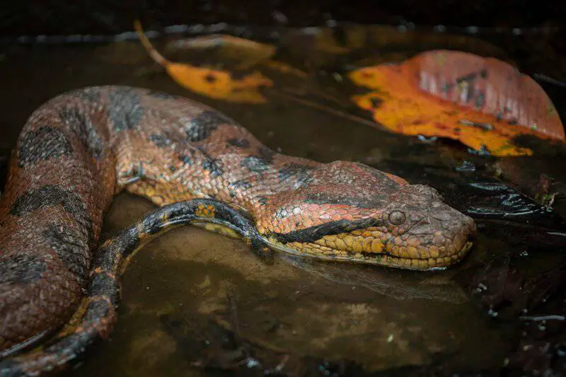 27 New Species Found in Peru’s ‘Human-Dominated’ Rainforest