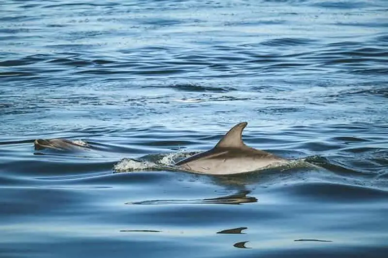Dolphins Have Secret Names—And They Remember Them for Their Entire Lives