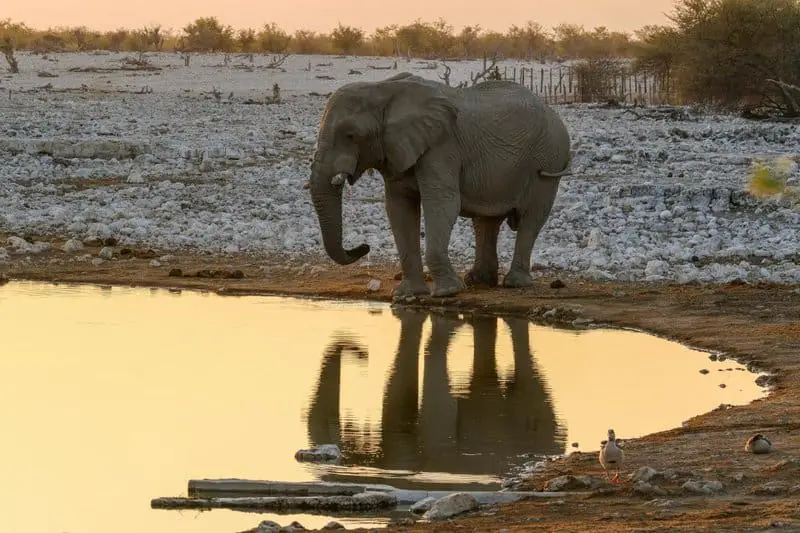 The Mirror Test Results: 23 Animals That Actually Recognize Themselves